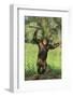 Happy Chimpanzee-DLILLC-Framed Photographic Print