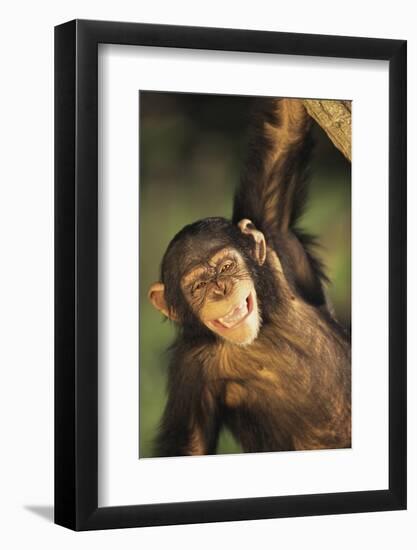 Happy Chimpanzee-DLILLC-Framed Photographic Print