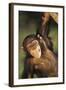 Happy Chimpanzee-DLILLC-Framed Photographic Print