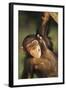 Happy Chimpanzee-DLILLC-Framed Photographic Print