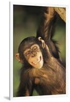 Happy Chimpanzee-DLILLC-Framed Photographic Print