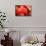 Happy Chinese New Year : Red Chinese Lanterns with Chinese Words Meaning: Fortune , Happiness and G-lzf-Mounted Photographic Print displayed on a wall