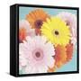 Happy Daisies-Susannah Tucker-Framed Stretched Canvas