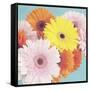 Happy Daisies-Susannah Tucker-Framed Stretched Canvas