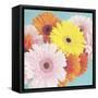 Happy Daisies-Susannah Tucker-Framed Stretched Canvas