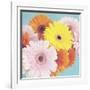 Happy Daisies-Susannah Tucker-Framed Art Print