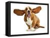 Happy Dog - Basset Hound With Ears Up-Willee Cole-Framed Stretched Canvas