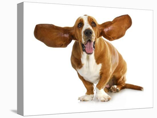 Happy Dog - Basset Hound With Ears Up-Willee Cole-Stretched Canvas