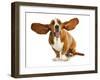 Happy Dog - Basset Hound With Ears Up-Willee Cole-Framed Photographic Print