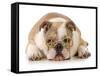 Happy Dog - English Bulldog Wearing Peace Sign Glasses Laying Down-Willee Cole-Framed Stretched Canvas