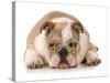 Happy Dog - English Bulldog Wearing Peace Sign Glasses Laying Down-Willee Cole-Stretched Canvas