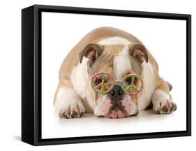 Happy Dog - English Bulldog Wearing Peace Sign Glasses Laying Down-Willee Cole-Framed Stretched Canvas