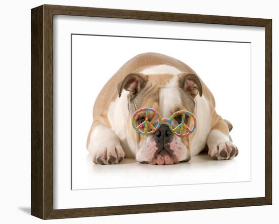 Happy Dog - English Bulldog Wearing Peace Sign Glasses Laying Down-Willee Cole-Framed Photographic Print