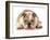 Happy Dog - English Bulldog Wearing Peace Sign Glasses Laying Down-Willee Cole-Framed Photographic Print