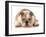 Happy Dog - English Bulldog Wearing Peace Sign Glasses Laying Down-Willee Cole-Framed Photographic Print