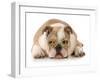 Happy Dog - English Bulldog Wearing Peace Sign Glasses Laying Down-Willee Cole-Framed Photographic Print