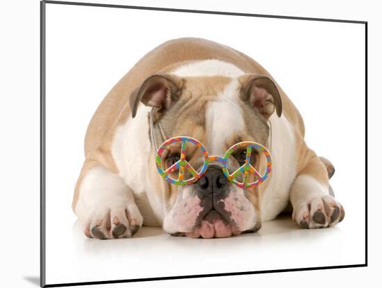 Happy Dog - English Bulldog Wearing Peace Sign Glasses Laying Down-Willee Cole-Mounted Photographic Print