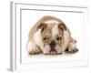 Happy Dog - English Bulldog Wearing Peace Sign Glasses Laying Down-Willee Cole-Framed Photographic Print