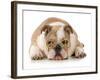 Happy Dog - English Bulldog Wearing Peace Sign Glasses Laying Down-Willee Cole-Framed Photographic Print
