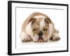 Happy Dog - English Bulldog Wearing Peace Sign Glasses Laying Down-Willee Cole-Framed Photographic Print