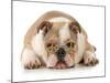 Happy Dog - English Bulldog Wearing Peace Sign Glasses Laying Down-Willee Cole-Mounted Photographic Print