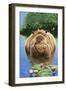 Happy Hippo, Illustration from Nature's Wonderland, 1969-null-Framed Giclee Print