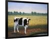 Happy Holstein-James W. Johnson-Framed Giclee Print