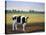 Happy Holstein-James W. Johnson-Stretched Canvas