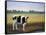 Happy Holstein-James W. Johnson-Framed Stretched Canvas