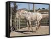 Happy Horse I-Lee Peterson-Framed Stretched Canvas