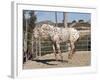 Happy Horse I-Lee Peterson-Framed Photographic Print