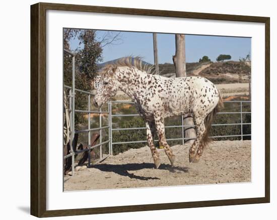 Happy Horse I-Lee Peterson-Framed Photographic Print