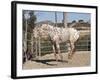 Happy Horse I-Lee Peterson-Framed Photographic Print