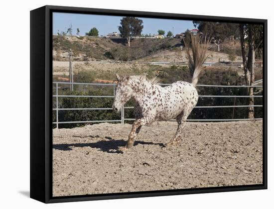 Happy Horse II-Lee Peterson-Framed Stretched Canvas