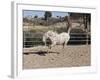 Happy Horse II-Lee Peterson-Framed Photographic Print