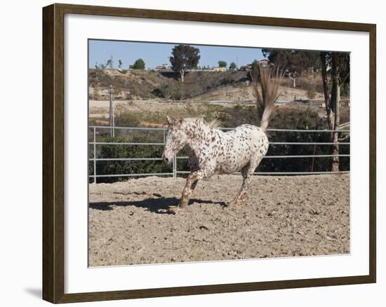 Happy Horse II-Lee Peterson-Framed Photographic Print