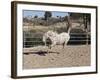 Happy Horse II-Lee Peterson-Framed Photographic Print