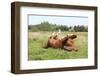 Happy Horse Rolling in the Grass-Anastasija Popova-Framed Photographic Print