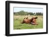 Happy Horse Rolling in the Grass-Anastasija Popova-Framed Photographic Print