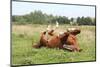 Happy Horse Rolling in the Grass-Anastasija Popova-Mounted Photographic Print