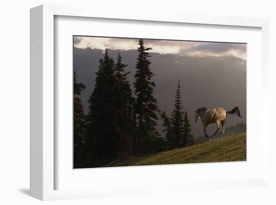 Happy Horse-Steve Hunziker-Framed Art Print