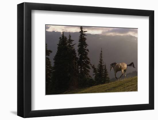 Happy Horse-Steve Hunziker-Framed Art Print