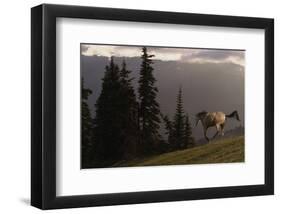 Happy Horse-Steve Hunziker-Framed Art Print