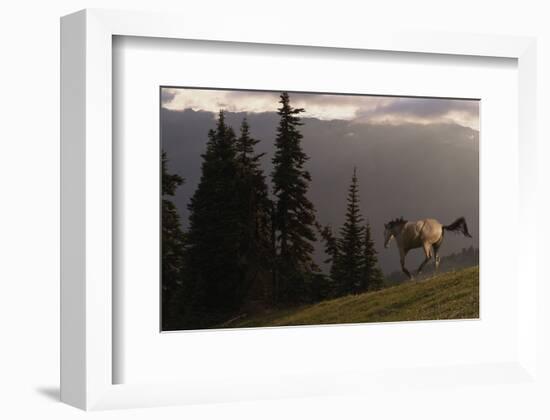 Happy Horse-Steve Hunziker-Framed Art Print