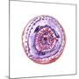 Happy Mandala 1-Lora Gold-Mounted Giclee Print