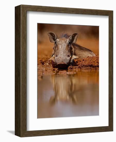 Happy Pig, 2019,-Eric Meyer-Framed Photographic Print