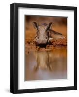 Happy Pig, 2019,-Eric Meyer-Framed Photographic Print