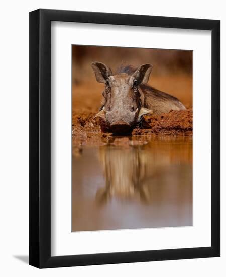 Happy Pig, 2019,-Eric Meyer-Framed Photographic Print