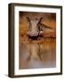 Happy Pig, 2019,-Eric Meyer-Framed Photographic Print