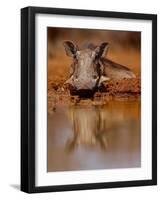 Happy Pig, 2019,-Eric Meyer-Framed Photographic Print